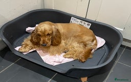Cocker Spaniel dogs for sale: Golden show type Cocker spaniel male  - Image 5