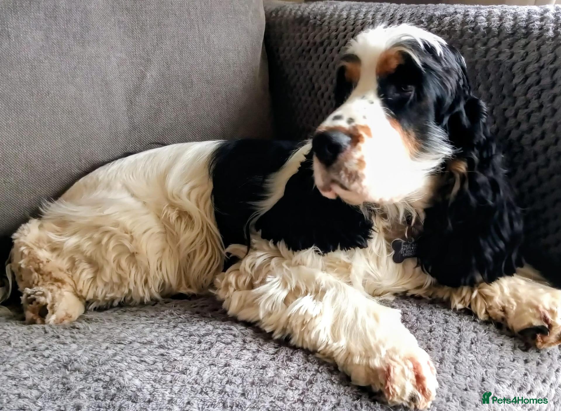 Cocker Spaniel dogs  Show Cocker Spaniels Puppies - Advert 2