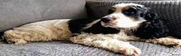 Cocker Spaniel dogs for sale:  Show Cocker Spaniels Puppies - Advert 1
