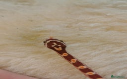 Corn Snake reptiles for sale: Baby corn snakes - Image 5