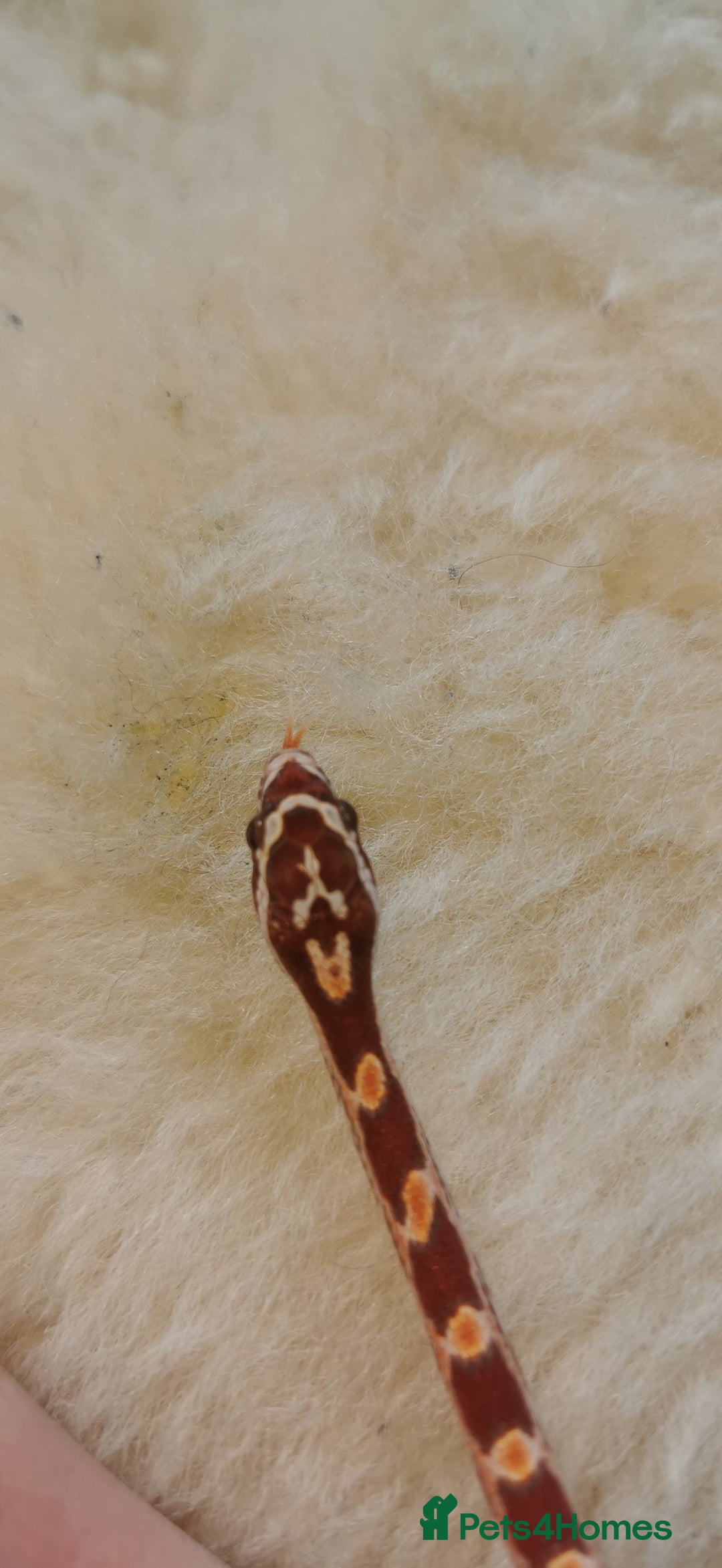 Corn Snake reptiles for sale: Baby corn snakes - Image 5