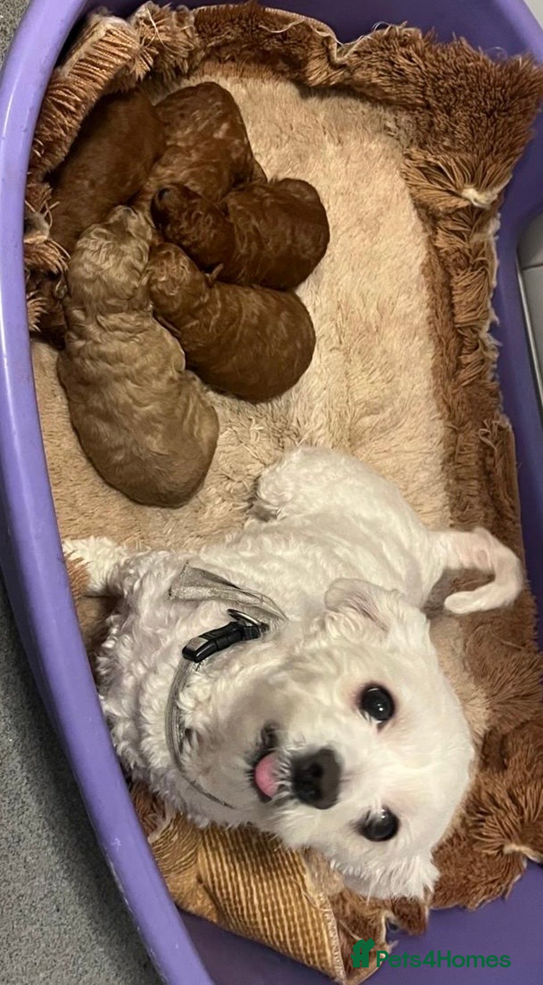 Maltipoo dogs for sale: Stunning quality Maltipo’s for sale  - Advert 2