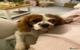 Cavalier King Charles Spaniel dogs for sale: King Charles girl amazing temperament!  - Image 2