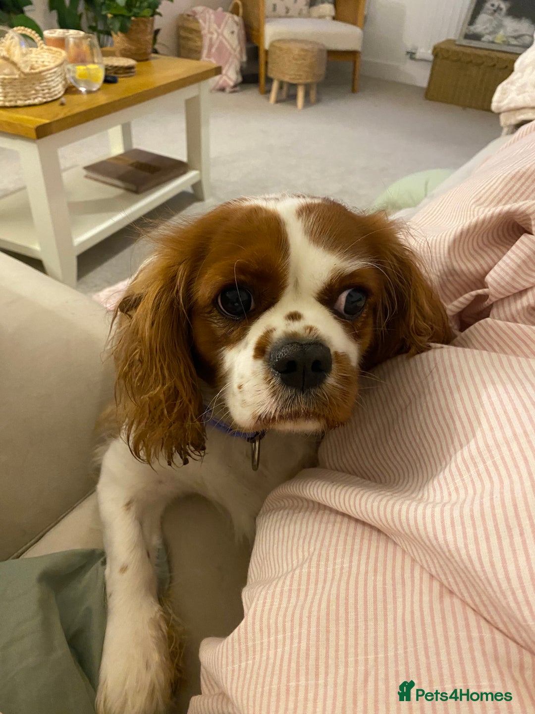 Cavalier King Charles Spaniel dogs for sale: King Charles girl amazing temperament!  - Image 2