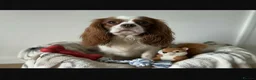Cavalier King Charles Spaniel dogs for sale: Chocolate carrying Cavalire King Charles spaniels  - Advert 19
