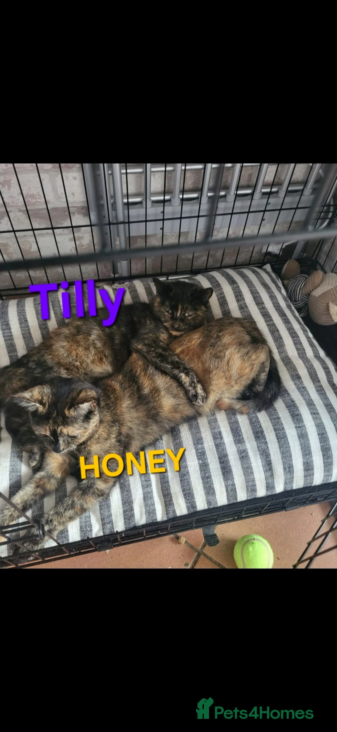 Mixed Breed cats for sale: 3 tortoiseshell female cats need rehoming - Advert 2