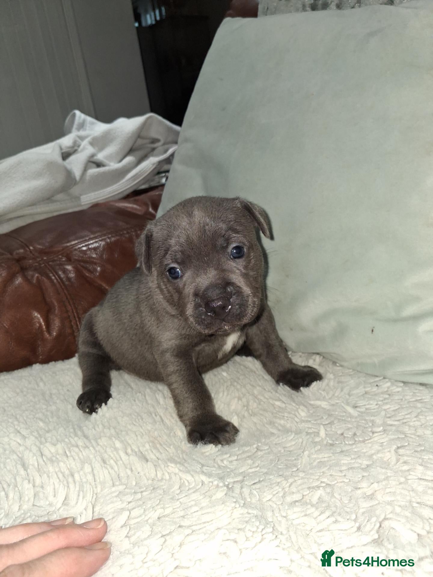 Staffordshire Bull Terrier dogs ONLY 1 BLUE GIRL LEFT from 7 Beautiful KC puppy's  - Advert 2