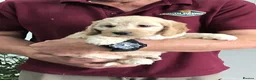 Cockapoo dogs for sale: Quality Healthy Mini Cockapoo Puppies - Advert 19
