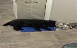 Chow Chow dogs for sale: Female Chow Kiki - Advert 10