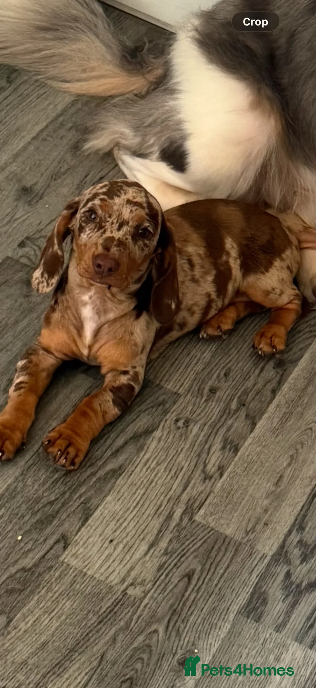 Mixed Breed dogs for sale: Ready✨F1 dockers 1 girl left due to no show  - Advert 1
