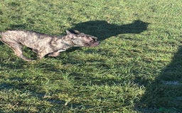 French Bulldog dogs for sale: Mario is looking for a new home  - Image 3