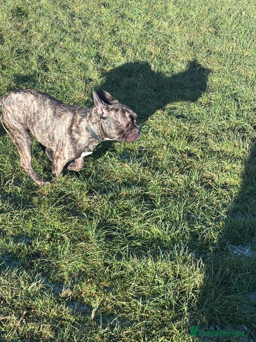 French Bulldog dogs for sale: Mario is looking for a new home  - Image 3