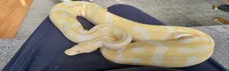 Python Snake reptiles for sale: Female albino Ball python 6yrs old - Advert 1