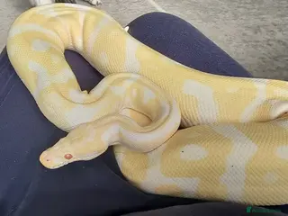 Python Snake reptiles Female albino Ball python 6yrs old - Advert 6