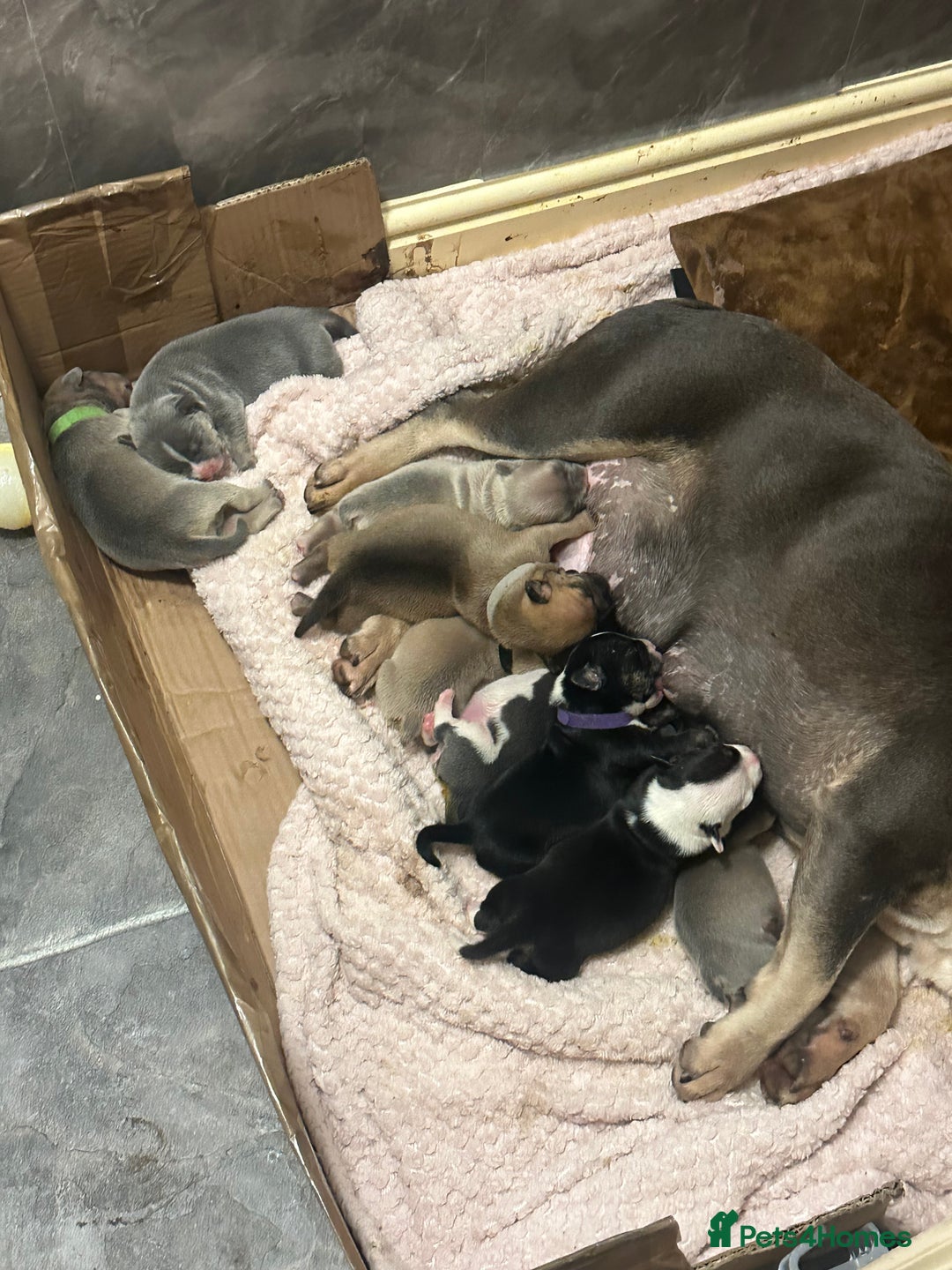Mixed Breed dogs for sale: Staffie/Frenchie pups - Image 19