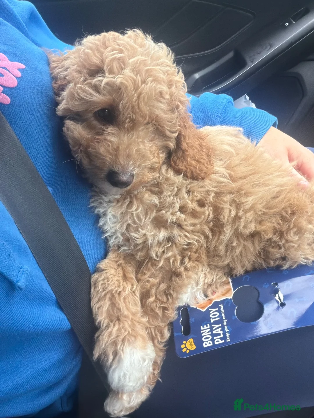 Cavapoo dogs for sale: Cavapoo 7month old  - Advert 5