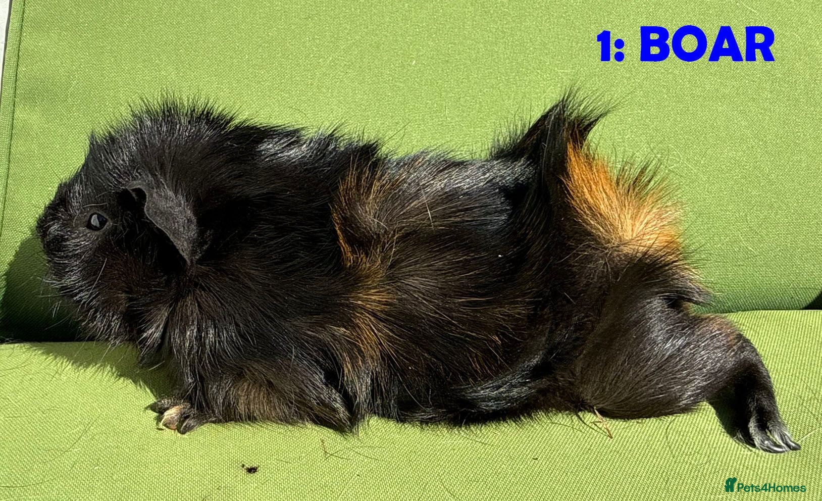 Guinea Pig rodents Guinea Pigs - Ready Now - Advert 1