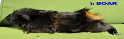 Guinea Pig rodents for sale: Guinea Pigs - Ready Now - Advert 1