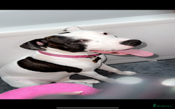 Staffordshire Bull Terrier dogs for sale: Puppy - Image 5
