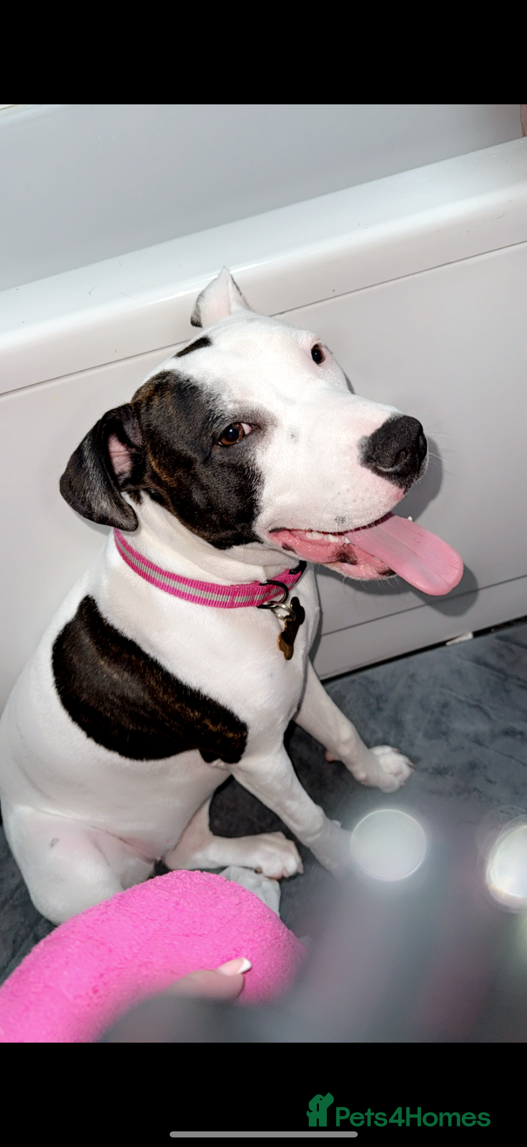 Staffordshire Bull Terrier dogs for sale: Puppy - Image 5