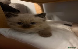 Ragdoll cats for sale: Beautiful, fluffy seal point ragdoll babies - Advert 13