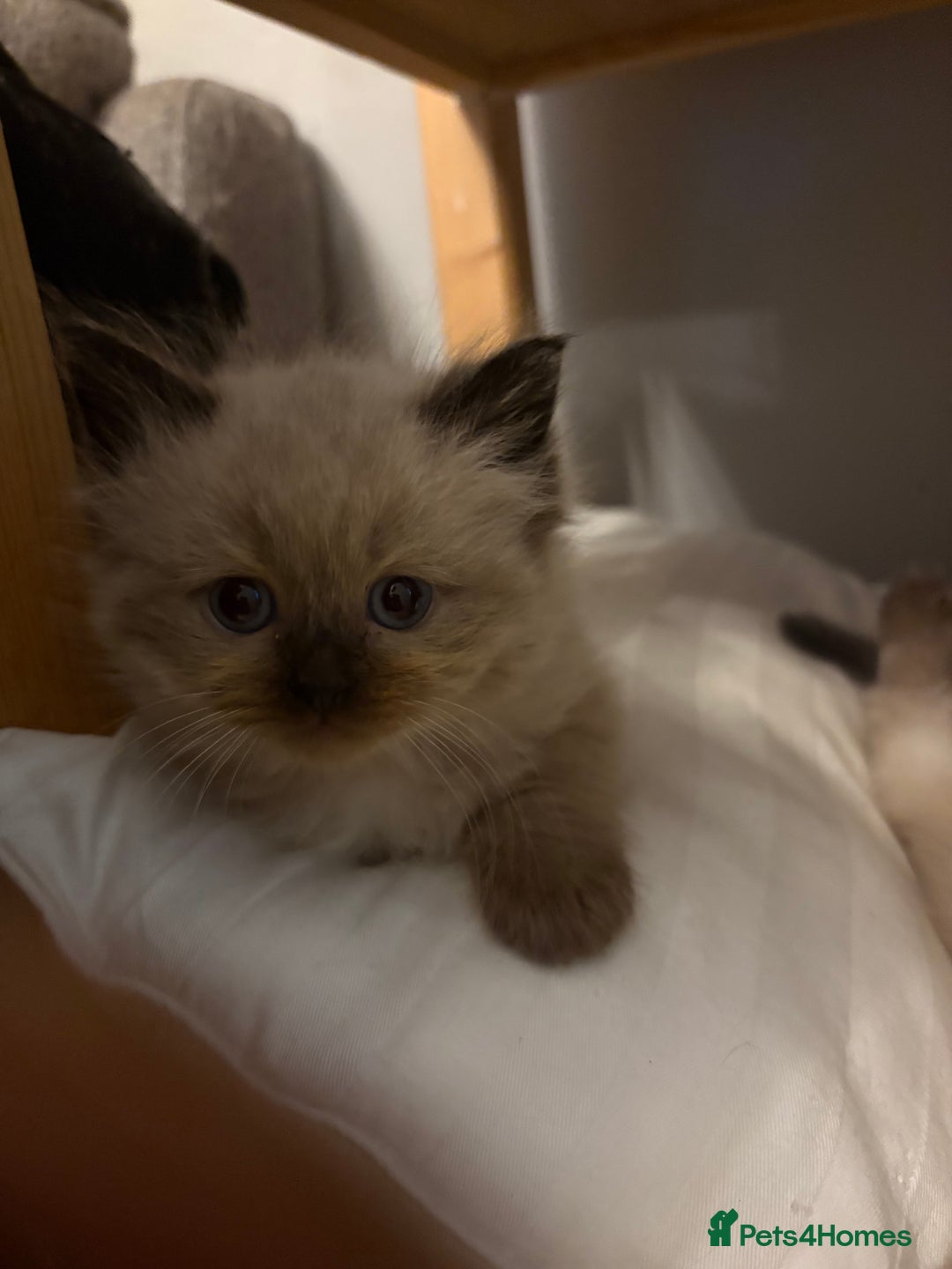 Ragdoll cats for sale: Beautiful, fluffy seal point ragdoll babies - Advert 13