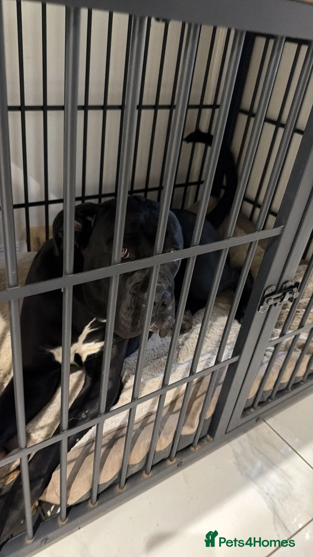 Cane Corso dogs for sale: Female Cane Corso in St Albans - Advert 2