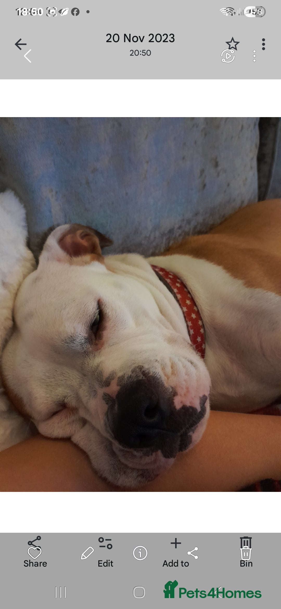 Mixed Breed dogs Bulldog puppies - Advert 7