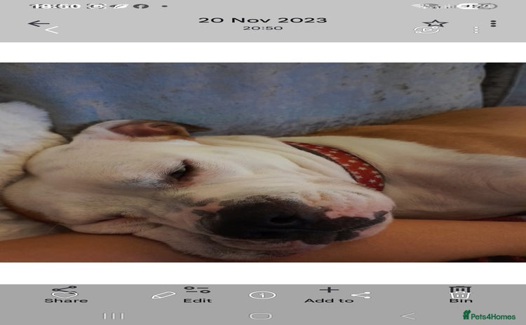 Mixed Breed dogs - Advert 1