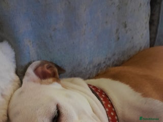 Mixed Breed dogs - Advert 2