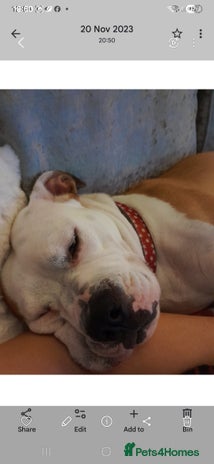 Mixed Breed dogs - Advert 1