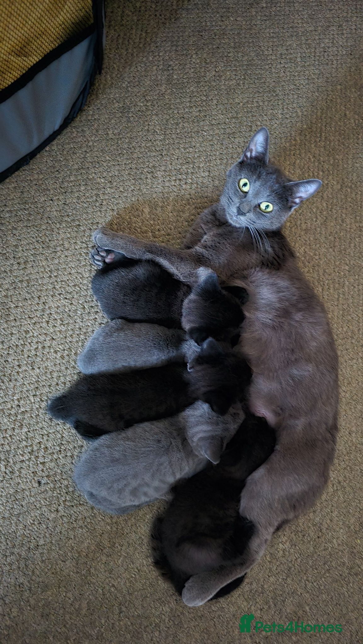 Mixed Breed cats Gorgeous litter almost ready to go. - Advert 18