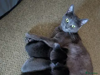 Mixed Breed cats Gorgeous litter almost ready to go. - Advert 6
