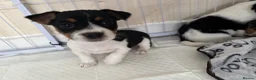 Jack Russell dogs for sale: 8 tradational Jack Russell puppys  - Advert 5
