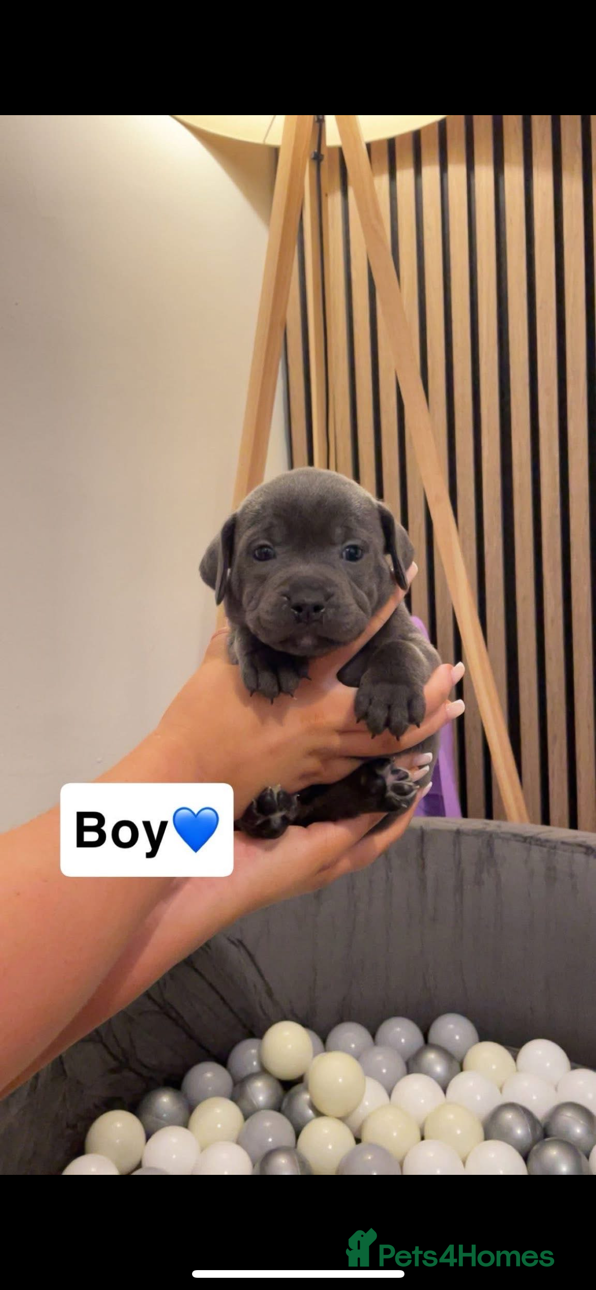 Staffordshire Bull Terrier dogs Beautiful Staffy puppies ready for a great home - Advert 3