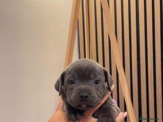 Staffordshire Bull Terrier dogs Beautiful Staffy puppies ready for a great home - Advert 2