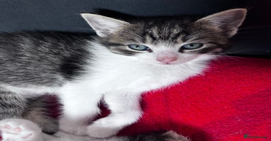 Mixed Breed cats - Advert 6