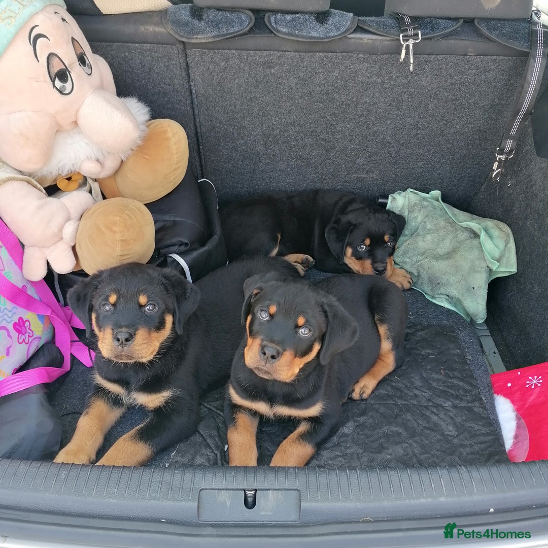 Rottweiler dogs for sale: Rottweiler male - Advert 11