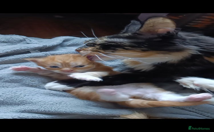 Maine Coon cats - Advert 1