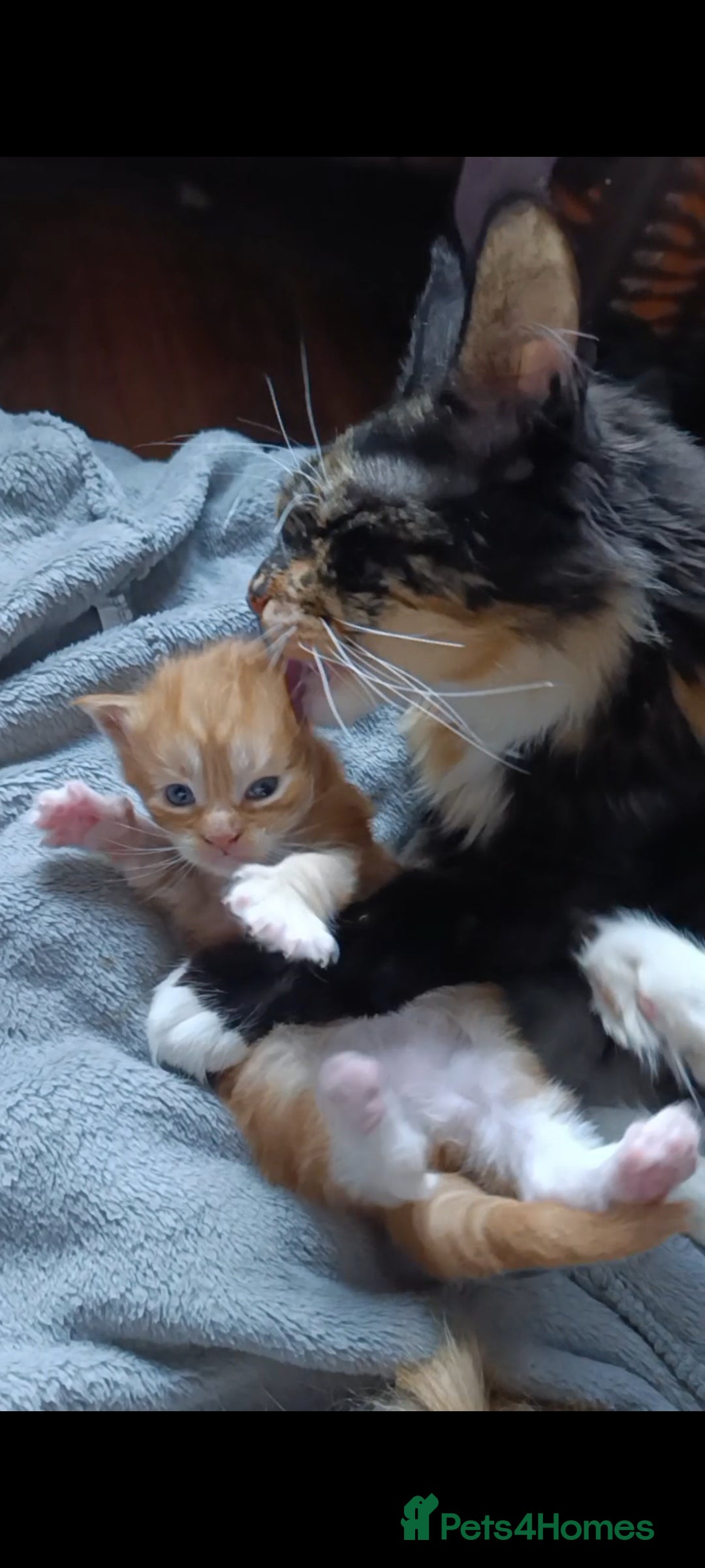 Maine Coon cats for sale: Maine Coon kitten Fire Red Marble Tabby and White - Image 1