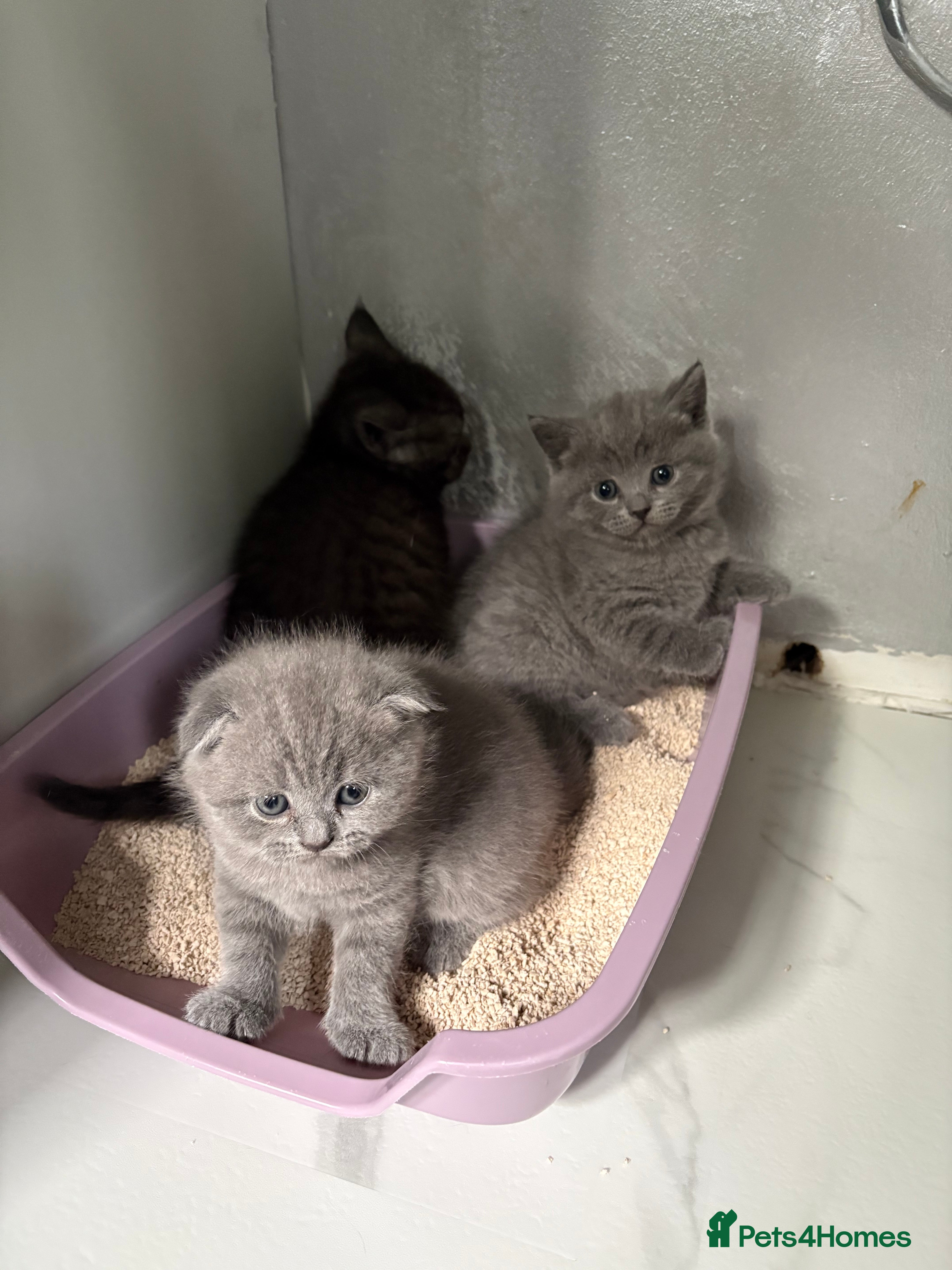 Scottish Fold cats 🐈‍⬛4 amazing Scottish Fold/Straight kittens - Advert 2