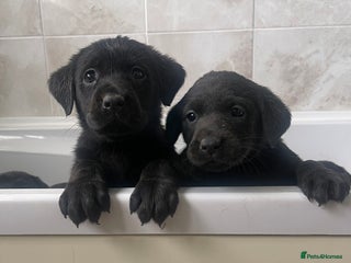 Labrador Retriever dogs Labrador Retriever Puppies - Advert 20
