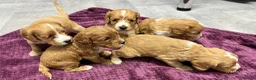Cockapoo dogs for sale: Beautiful cockapoos in Axbridge - Advert 11