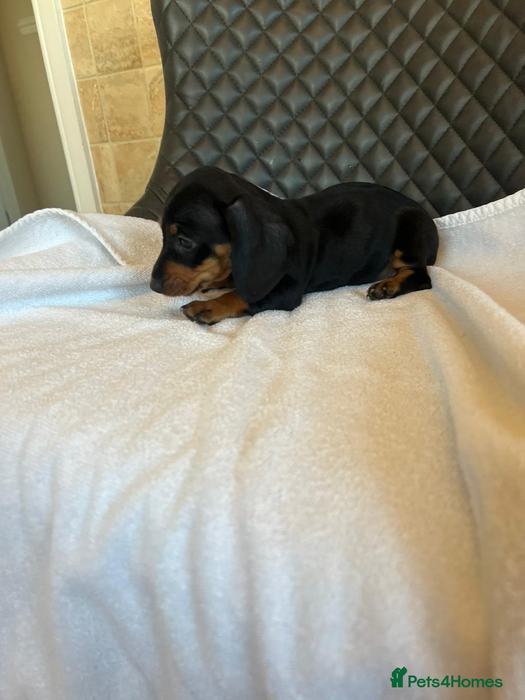 Dachshund dogs for sale: Dachshund puppies  - Advert 3