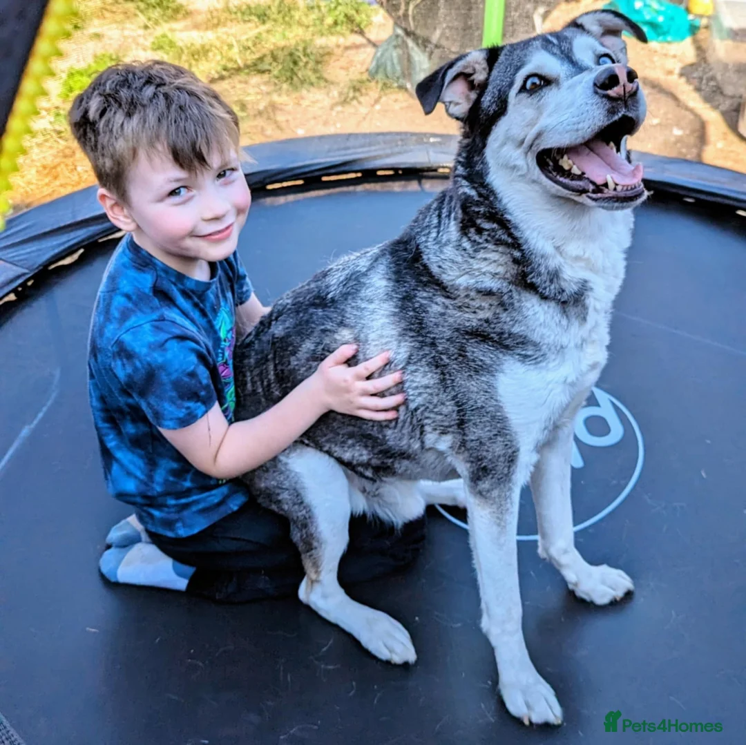 Mixed Breed dogs for adoption: Gus is ready to steal your heart - Advert 4