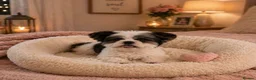 Yorkshire Terrier dogs for sale: Small Miniature Yorkshire Terrier Puppies - Advert 7