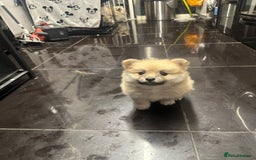 Pomeranian dogs for sale: Pomeranian pups  - Image 4