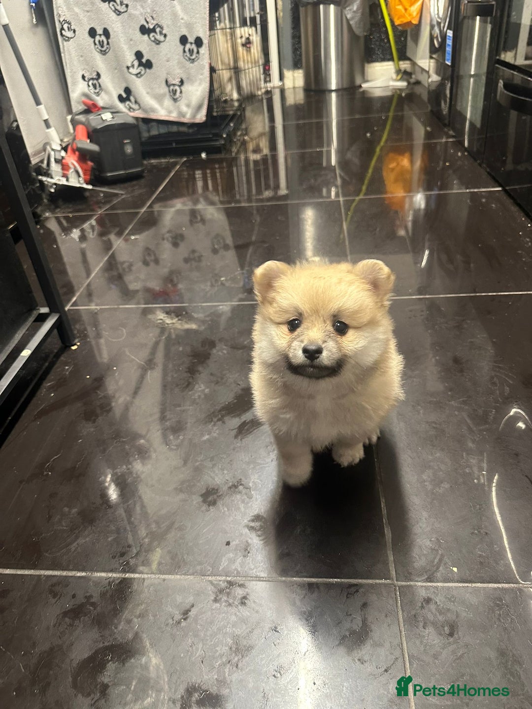 Pomeranian dogs for sale: Pomeranian pups  - Image 4