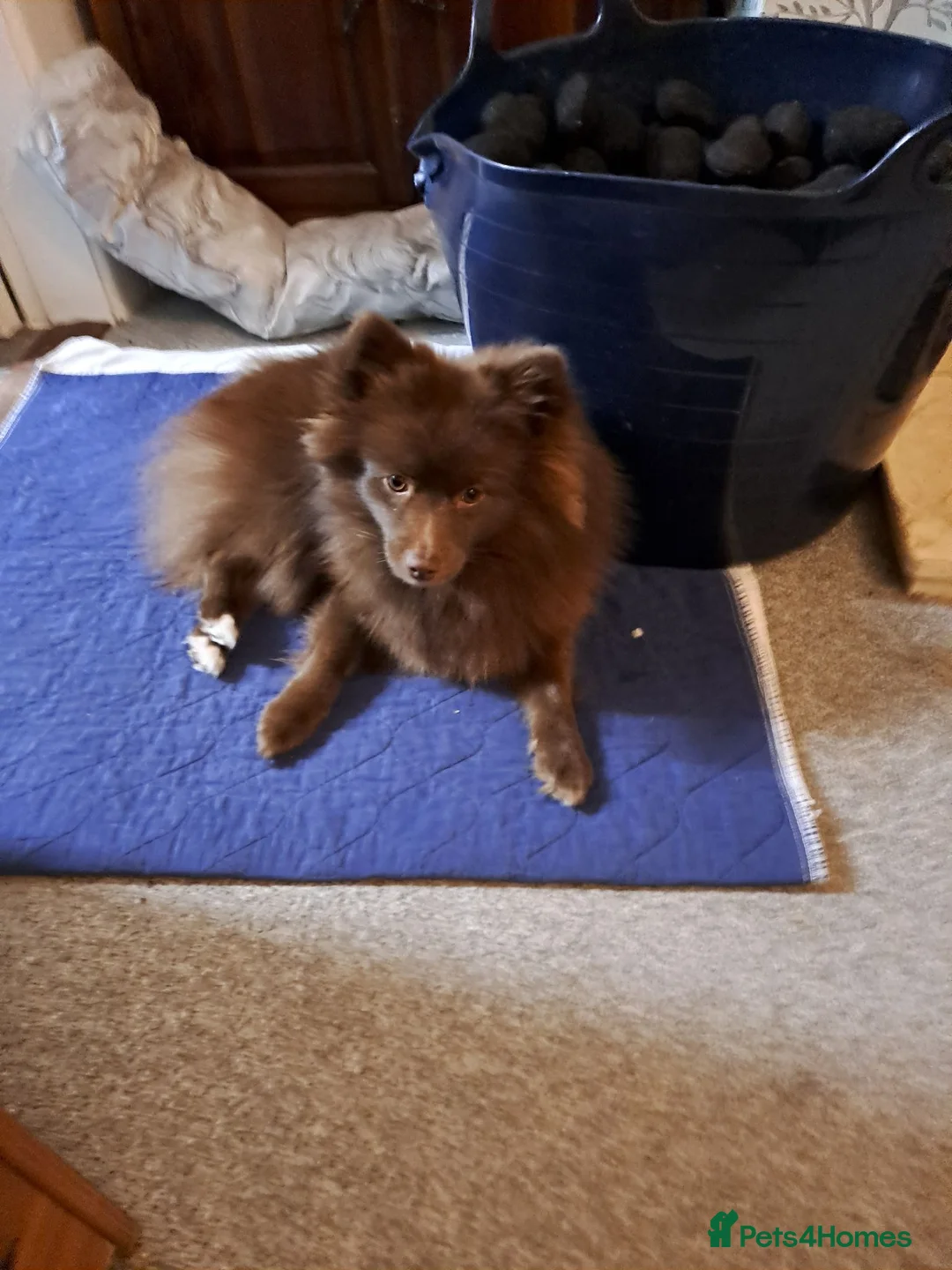 Pomeranian dogs for sale: Stunning pomeranian - Advert 2