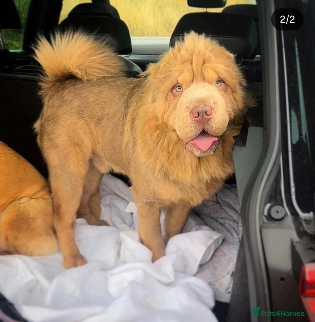 Shar Pei dogs for sale: Beautiful litter of Shar Pei puppies!  - Advert 36